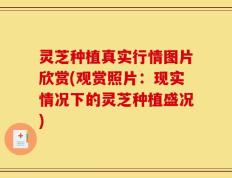 灵芝种植真实行情图片欣赏(观赏照片：现实情况下的灵芝种植盛况)