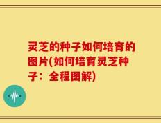 灵芝的种子如何培育的图片(如何培育灵芝种子：全程图解)