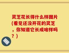 灵芝花长得什么样图片(看见还没开花的灵芝，你知道它长成啥样吗？)