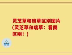 灵芝草和瑞草区别图片(灵芝草和瑞草：看图区别！)