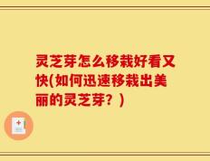 灵芝芽怎么移栽好看又快(如何迅速移栽出美丽的灵芝芽？)