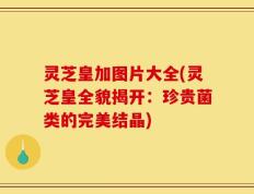 灵芝皇加图片大全(灵芝皇全貌揭开：珍贵菌类的完美结晶)