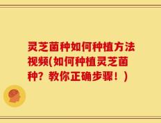 灵芝菌种如何种植方法视频(如何种植灵芝菌种？教你正确步骤！)