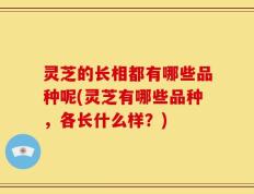 灵芝的长相都有哪些品种呢(灵芝有哪些品种，各长什么样？)