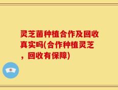 灵芝菌种植合作及回收真实吗(合作种植灵芝，回收有保障)