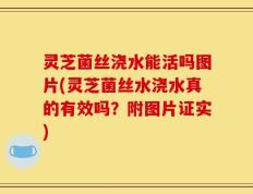 灵芝菌丝浇水能活吗图片(灵芝菌丝水浇水真的有效吗？附图片证实)