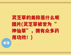 灵芝草的美称是什么呢图片(灵芝草被誉为“神仙草”，拥有众多药用功效！)