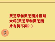 灵芝草和灵芝图片区别大吗(灵芝草和灵芝图片有何不同？)