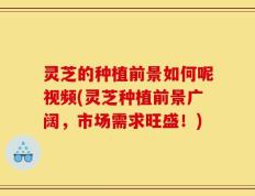 灵芝的种植前景如何呢视频(灵芝种植前景广阔，市场需求旺盛！)