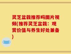 灵芝盆栽推荐吗图片视频(推荐灵芝盆栽：观赏价值与养生好处兼备)