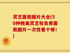 灵芝菌类图片大全(50种精美灵芝和食用菌类图片一次性看个够！)