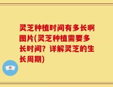 灵芝种植时间有多长啊图片(灵芝种植需要多长时间？详解灵芝的生长周期)