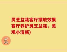 灵芝盆栽客厅摆放效果客厅养护灵芝盆栽，美观小清新)
