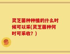 灵芝菌种种植的什么时候可以采(灵芝菌种何时可采收？)