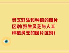 灵芝野生和种植的图片区别(野生灵芝与人工种植灵芝的图片区别)