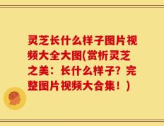 灵芝长什么样子图片视频大全大图(赏析灵芝之美：长什么样子？完整图片视频大合集！)