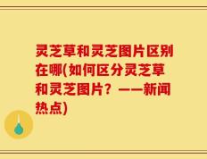 灵芝草和灵芝图片区别在哪(如何区分灵芝草和灵芝图片？——新闻热点)