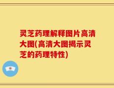 灵芝药理解释图片高清大图(高清大图揭示灵芝的药理特性)