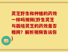 灵芝野生和种植的药效一样吗视频(野生灵芝与栽培灵芝的药效是否相同？解析视频告诉你)
