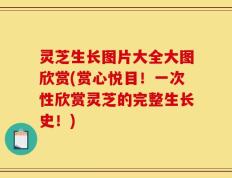 灵芝生长图片大全大图欣赏(赏心悦目！一次性欣赏灵芝的完整生长史！)