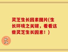 灵芝生长因素图片(生长环境之关键，看看这些灵芝生长因素！)