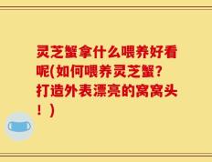 灵芝蟹拿什么喂养好看呢(如何喂养灵芝蟹？打造外表漂亮的窝窝头！)