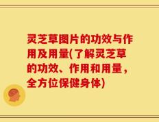 灵芝草图片的功效与作用及用量(了解灵芝草的功效、作用和用量，全方位保健身体)