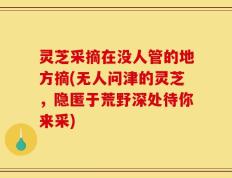 灵芝采摘在没人管的地方摘(无人问津的灵芝，隐匿于荒野深处待你来采)