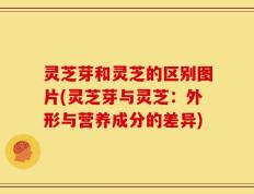 灵芝芽和灵芝的区别图片(灵芝芽与灵芝：外形与营养成分的差异)
