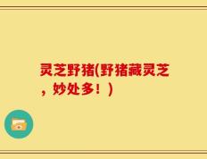 灵芝野猪(野猪藏灵芝，妙处多！)