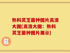 熟料灵芝菌种图片高清大图(高清大图：熟料灵芝菌种图片展示)