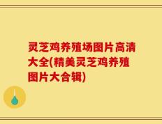 灵芝鸡养殖场图片高清大全(精美灵芝鸡养殖图片大合辑)