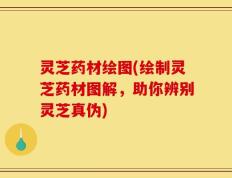 灵芝药材绘图(绘制灵芝药材图解，助你辨别灵芝真伪)