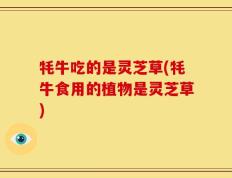 牦牛吃的是灵芝草(牦牛食用的植物是灵芝草)