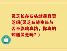 灵芝长在石头缝是真灵芝吗(灵芝石缝生长与否不影响真伪，你真的知道灵芝吗？)