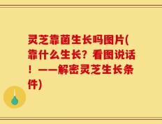 灵芝靠菌生长吗图片(靠什么生长？看图说话！——解密灵芝生长条件)