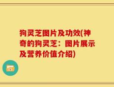 狗灵芝图片及功效(神奇的狗灵芝：图片展示及营养价值介绍)