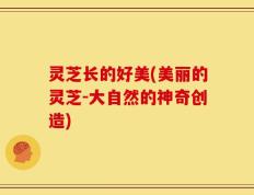 灵芝长的好美(美丽的灵芝-大自然的神奇创造)