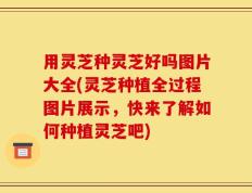 用灵芝种灵芝好吗图片大全(灵芝种植全过程图片展示，快来了解如何种植灵芝吧)