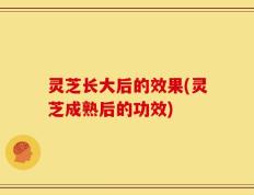 灵芝长大后的效果(灵芝成熟后的功效)