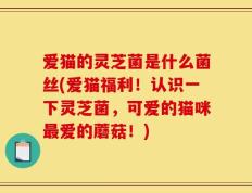 爱猫的灵芝菌是什么菌丝(爱猫福利！认识一下灵芝菌，可爱的猫咪最爱的蘑菇！)
