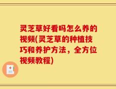 灵芝草好看吗怎么养的视频(灵芝草的种植技巧和养护方法，全方位视频教程)