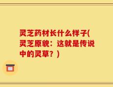 灵芝药材长什么样子(灵芝原貌：这就是传说中的灵草？)