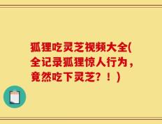 狐狸吃灵芝视频大全(全记录狐狸惊人行为，竟然吃下灵芝？！)