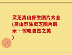 灵芝高山野生图片大全(高山野生灵芝图片展示 - 惊艳自然之美)