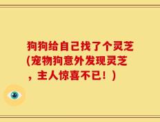 狗狗给自己找了个灵芝(宠物狗意外发现灵芝，主人惊喜不已！)