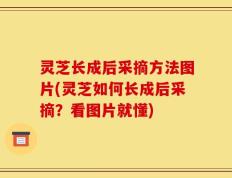 灵芝长成后采摘方法图片(灵芝如何长成后采摘？看图片就懂)