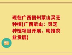 现在广西梧州蒙山灵芝种植(广西蒙山：灵芝种植项目开展，助推农业发展)