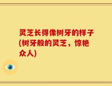 灵芝长得像树牙的样子(树牙般的灵芝，惊艳众人)