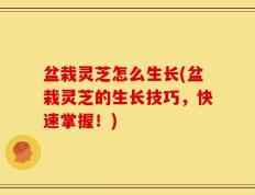 盆栽灵芝怎么生长(盆栽灵芝的生长技巧，快速掌握！)